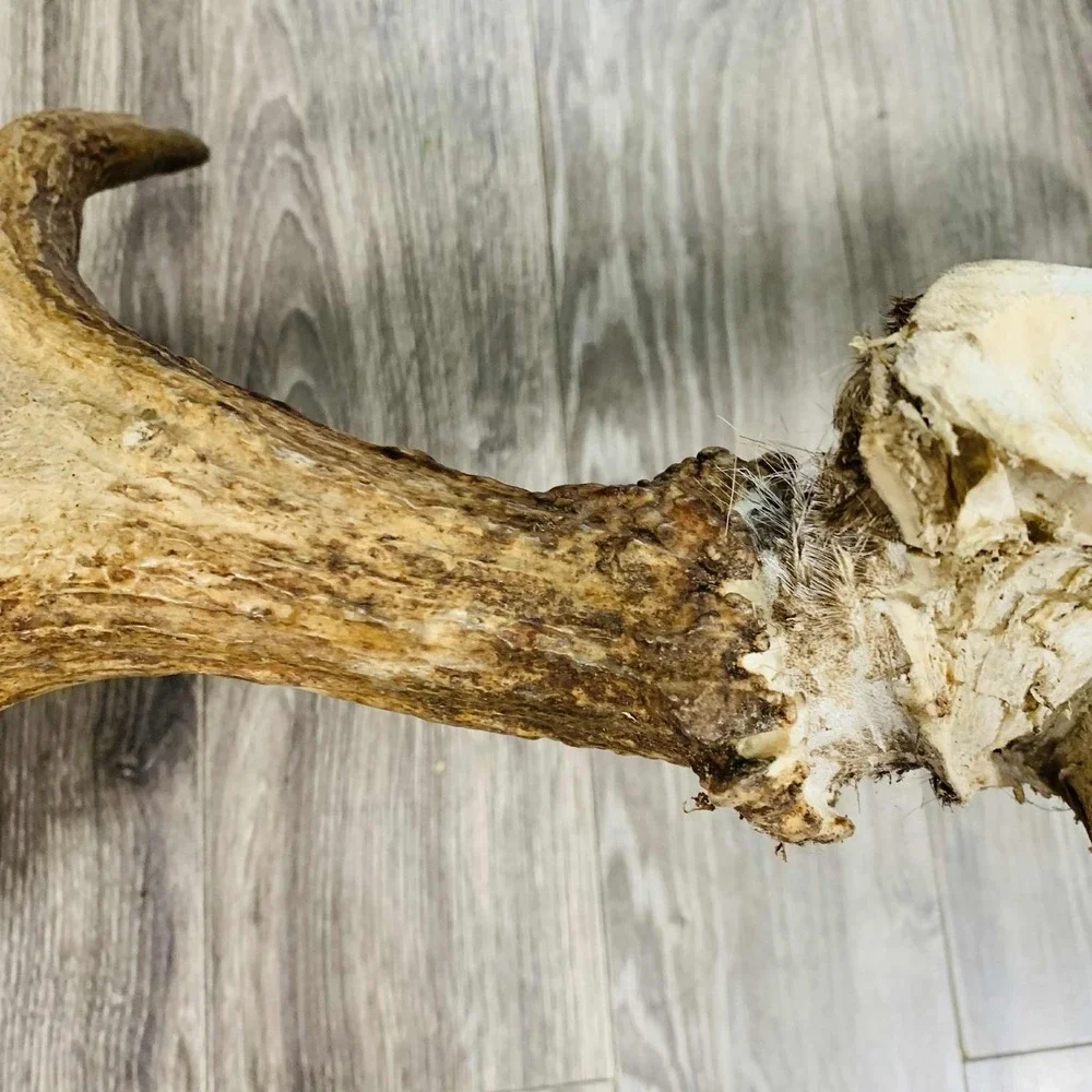 Naturally Shed Wild Moose Antler (Horn, Knife, Carving, Chew, Taxidermy) Full - Picture 15 of 15